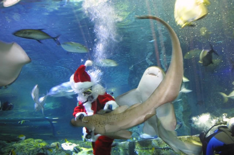 101220-uww-santa-shark.jpg