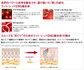 シュウウエムラの赤い美容液