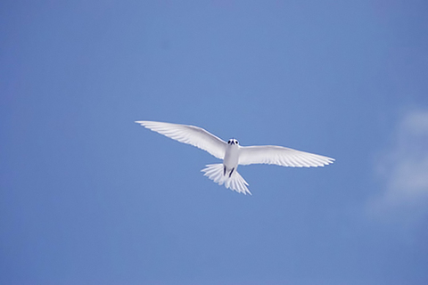 130211-fairy-tern.jpg