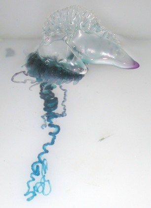 カツオノエボシ(学名: Physalia physalis、英名: Portuguese Man O' War)