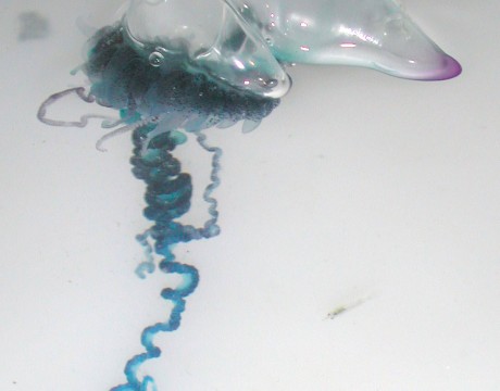 カツオノエボシ(学名: Physalia physalis、英名: Portuguese Man O' War)